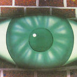 The Tenant Thumbnail